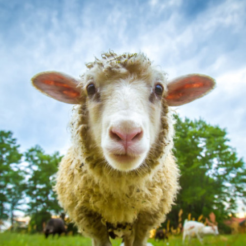 Bărbat din Suceava reținut și dus la arest pentru bătaia împotriva unei oi