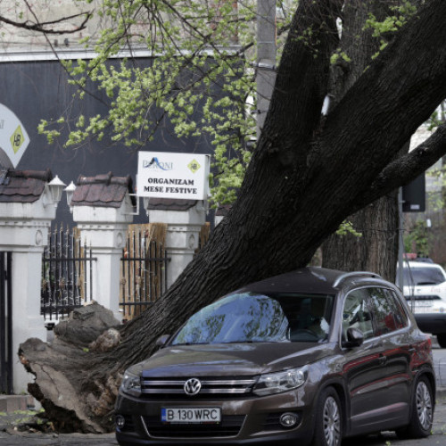 Nicușor Dan, despre pagubele din Capitală: O problemă în toate oraşele, copaci periculoși și riscuri anticipate