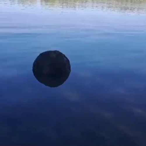 Video O mină marină a fost descoperită în Delta Dunării. Armata a trimis scafandri în zonă ca să o distrugă